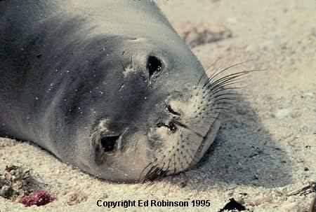 Mediterranean Monk Seal