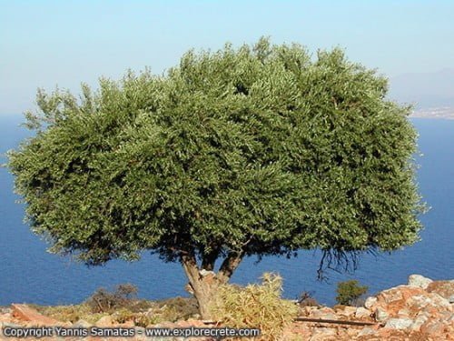 Olive Tree and Olive Oil