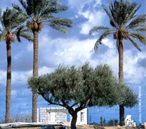 olive trees in the Mediterranean