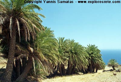 palm trees crete forest