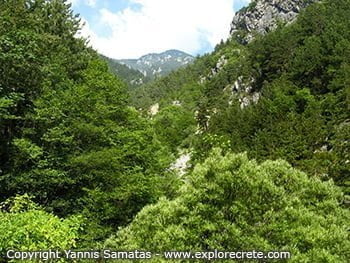 Pefki Gorge in Crete