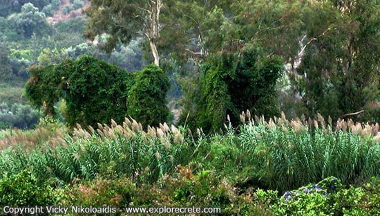 bank of the river platanias full of green and platania