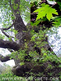 platanos tree