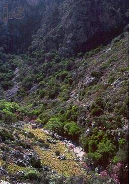 polyrineia gorge in crete