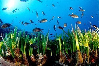 posidonia and fishes