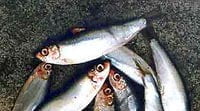 sardines fish