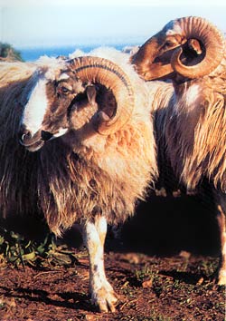 sheep, crete