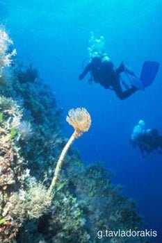 Υποβρύχια Φωτογραφία στην Κρήτη