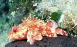 scorpion fish