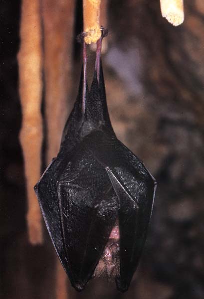 bat