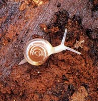 snail that lives in the caves