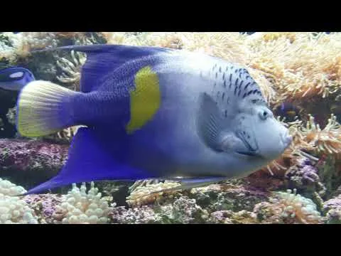 Crete Aquarium Video