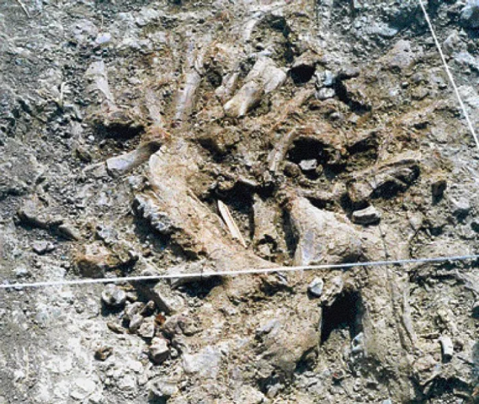 απολιθώματα από νάνους ελέφαντες και ιπποπόταμους βρέθηκαν στην Κρήτη