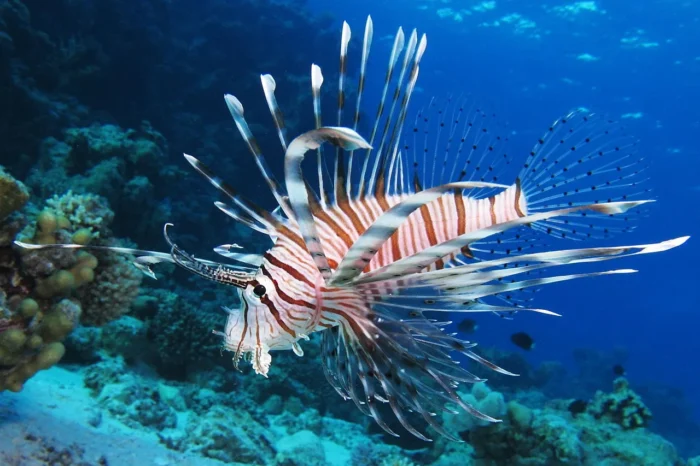 Saltwater Fish of Crete and Greece