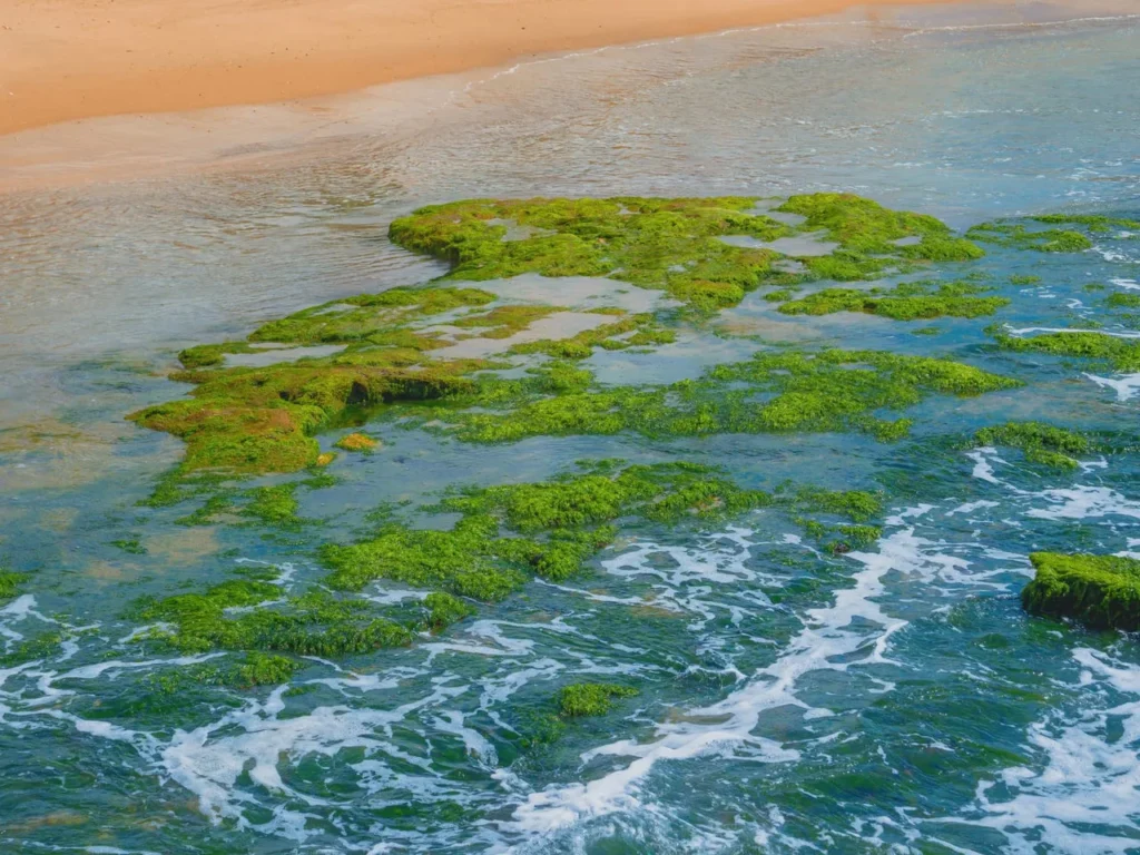 green seaweed shows pollution in the mediterranean sea