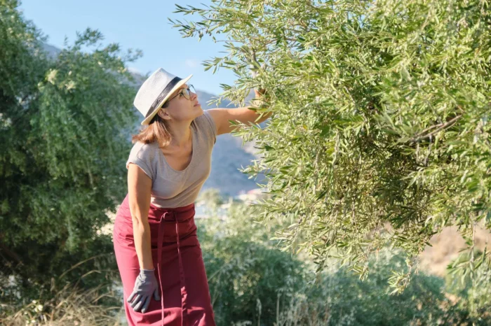 Personal Stories Behind the Production of Olive Oil